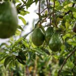 Fresh avocados hanging from a branch, showcasing agricultural produce in a natural setting.